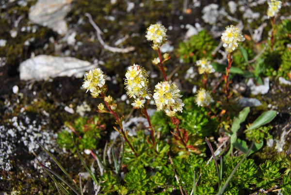 Blumenwiese in den Rocky Mountains in Kanada