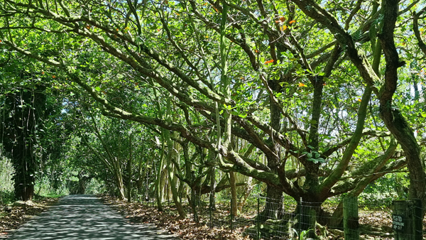 Strasse durch den Regenwald auf hawaii