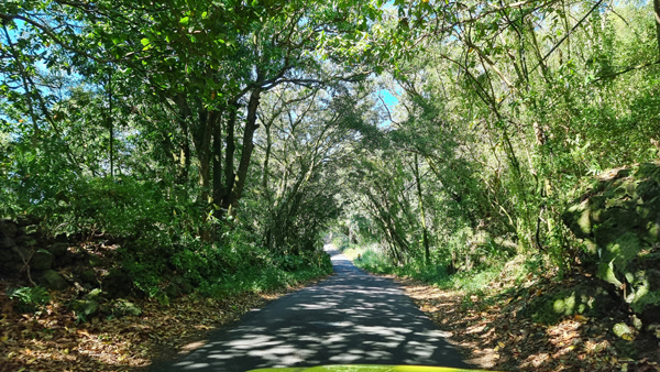 Strasse durch den Regenwald auf Maui