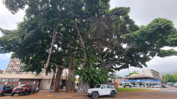 Banyon Baum auf Hawaii