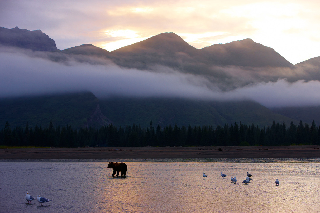 Alaska Bärenbeobachtung -© Chris Lennan