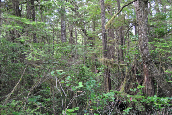 Urwald am Pazifik