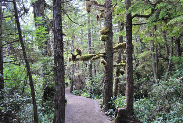 Regenwald auf Vancouver Island