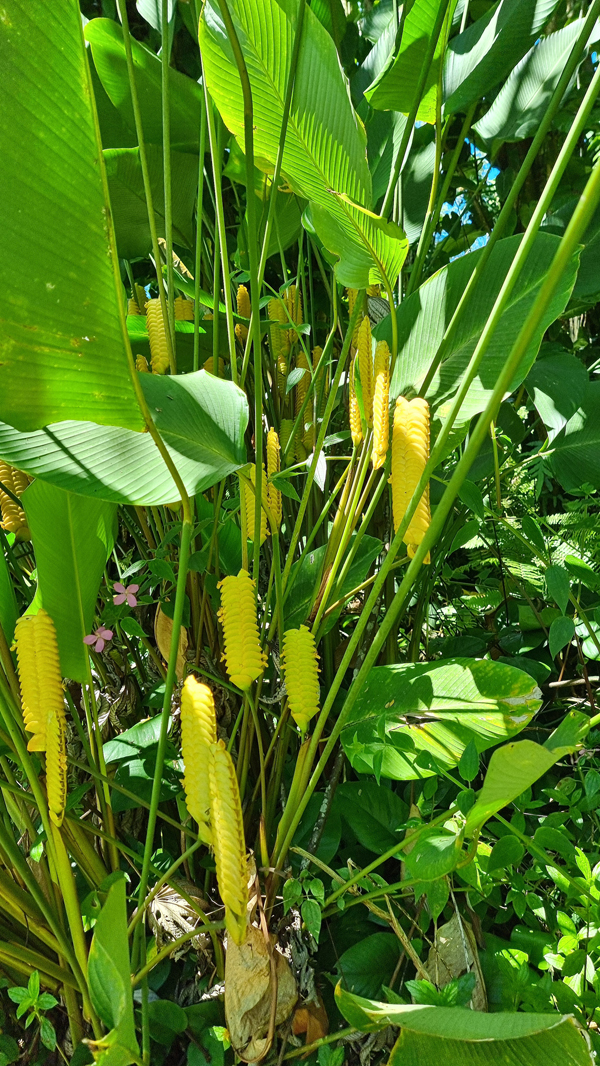 exotische Pflanzen auf Hawaii