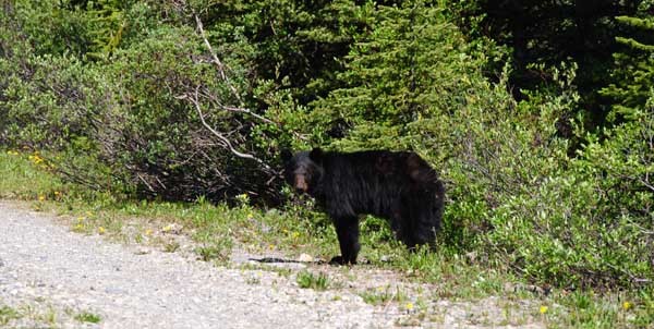 Schwarzbär in den Rockies