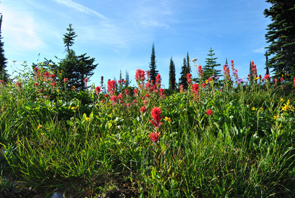Blumenwiese in den Rocky Mountains in Kanada