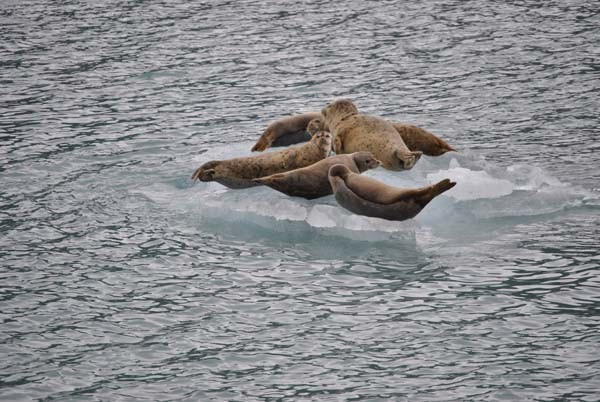 die Tierwelt des Meeres