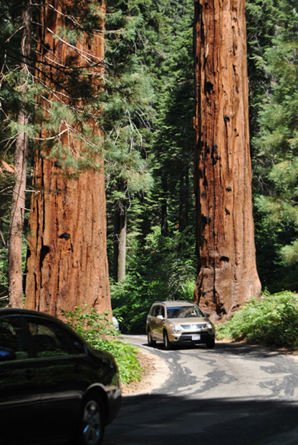 Auto fährt durch Bäume im Sequoia Nationalpark