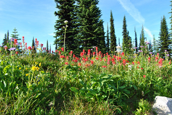 Blumenwiesen in den Rockies