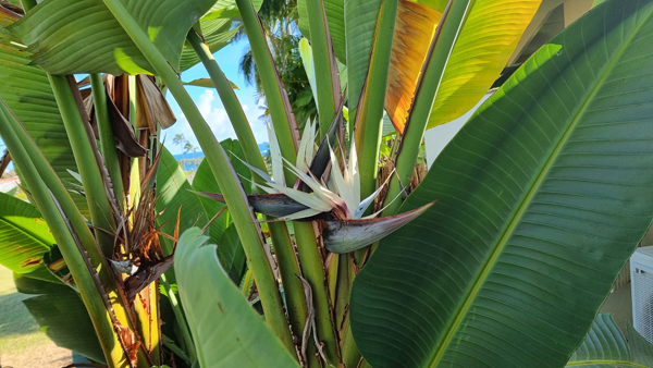 exotische Pflanzen auf Maui
