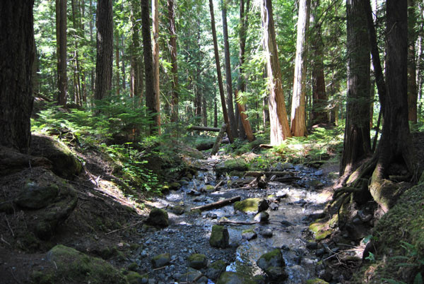Regenwald auf Vancouver Island