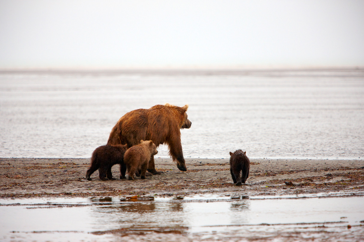 Alaska Bärenbeobachtung - © Chris Lennan