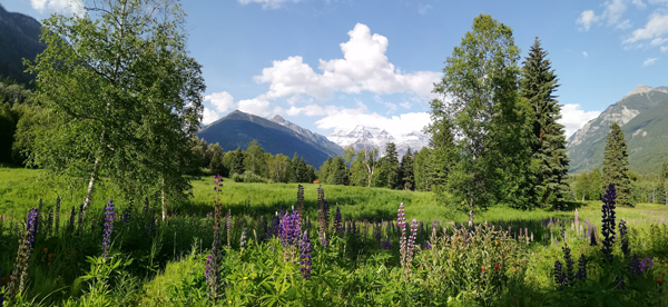 Bergwiesen in den Rockies