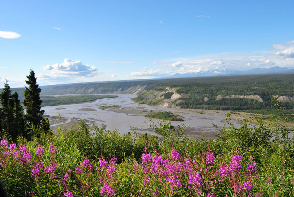 Blumenwiese in Alaska