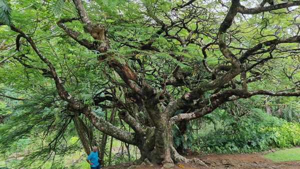 exotischer Baum auf Hawaii