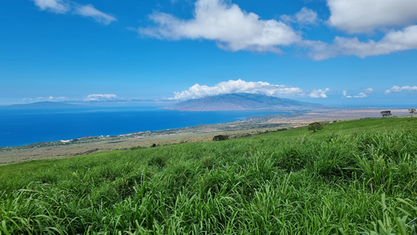 Blick über den Regenwald in Maui
