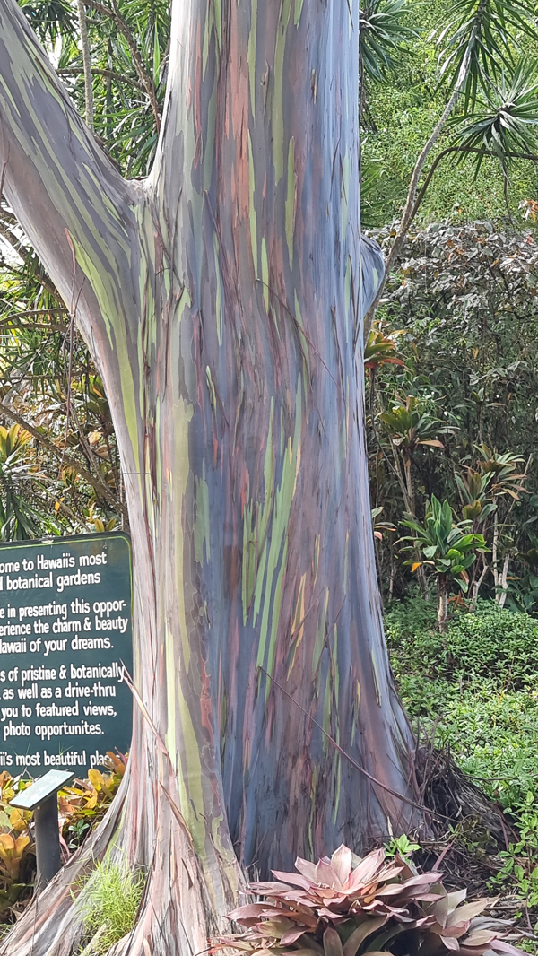 exotische Bäume auf Maui
