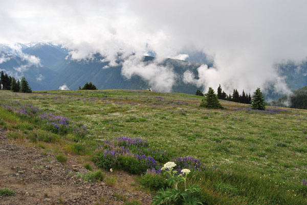 Bergwiese am Mount Rainier