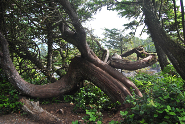 Regenwald auf Vancouver Island