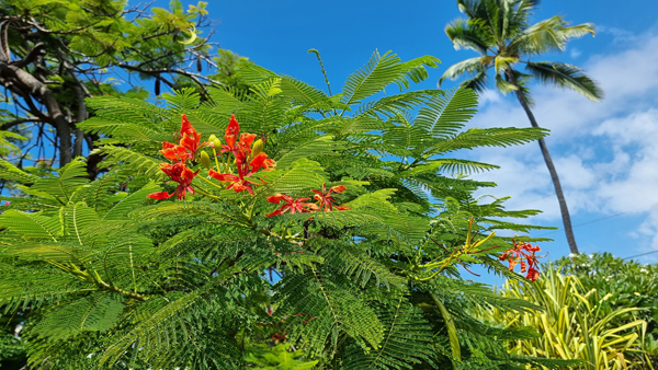exotische Pflanzen auf Hawaii