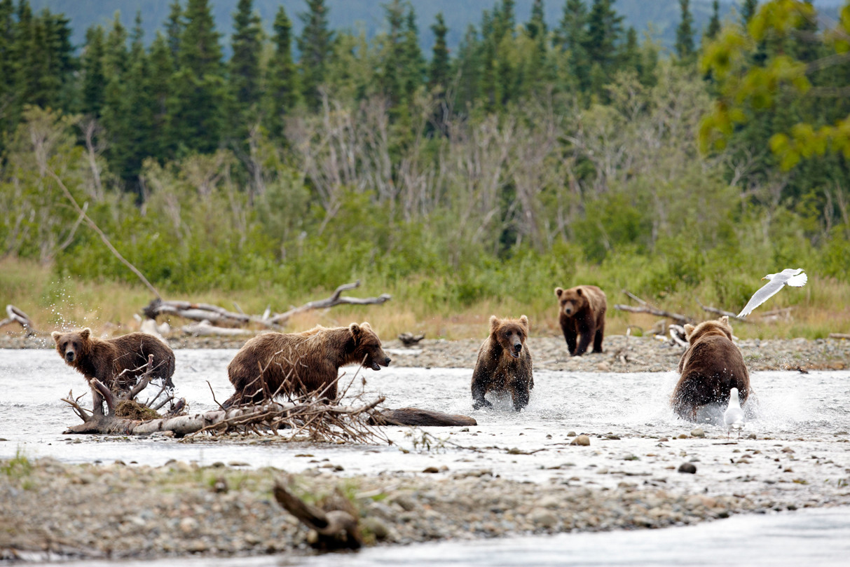 Alaska Bärenbeobachtung - © Chris Lennan