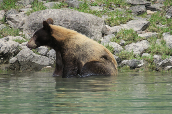 Bär am Ufer eines Bergsees