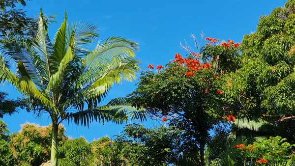 exotische Pflanzen auf Hawaii