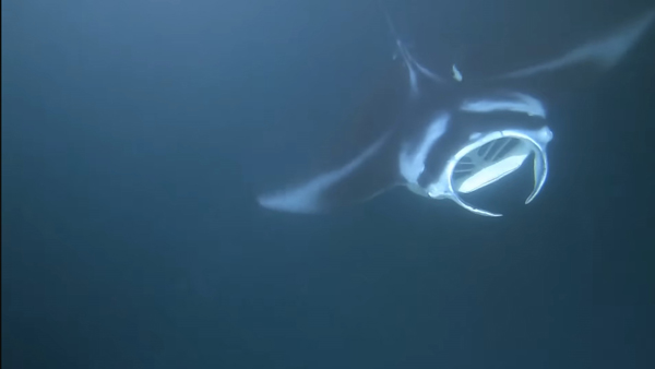 Mantarochen auf Hawaii