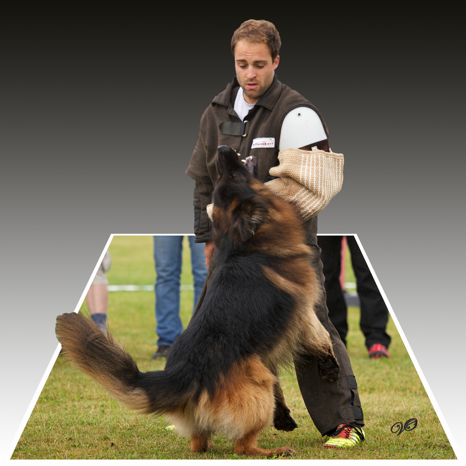 Deckrude Langstockhaar Deutscher Schaferhund Va Pedro Langenbungert