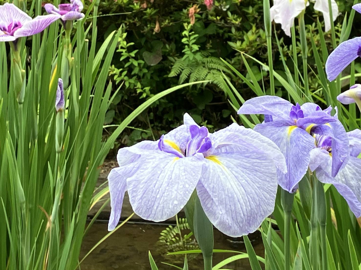 薬師池公園で「しょうぶ・あじさいまつり」が始まりました！