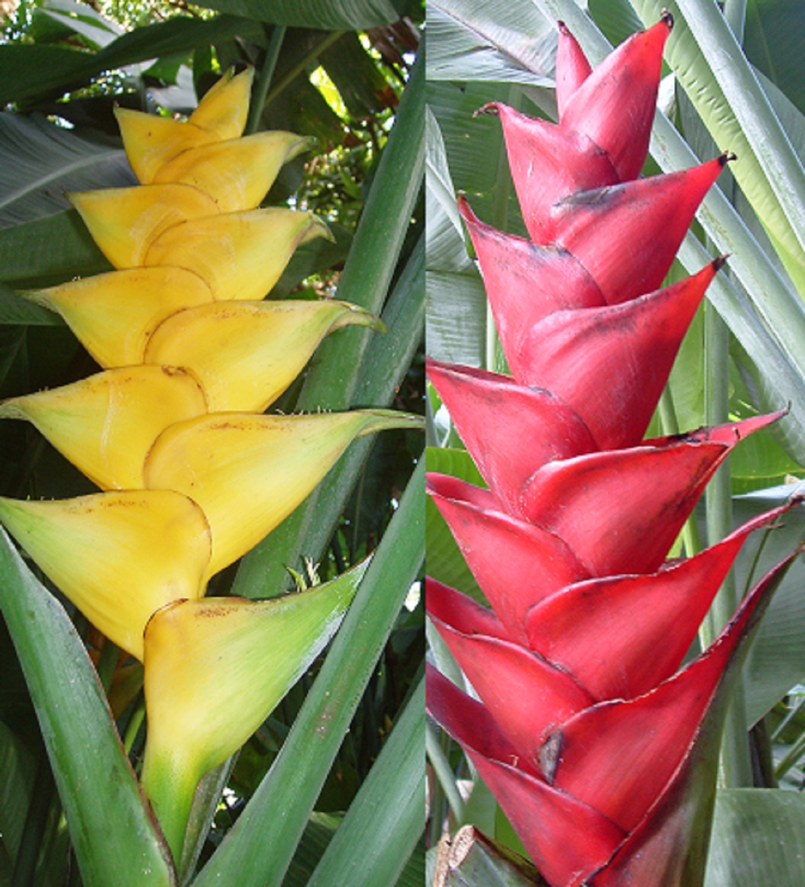 Heliconia caribaea Site de caribbeansplants