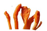 Cordyceps militaris