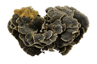 Bio Coriolus