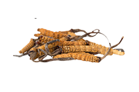 Cordyceps sinensis