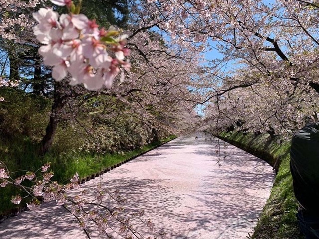 2019.4月の桜🌸
