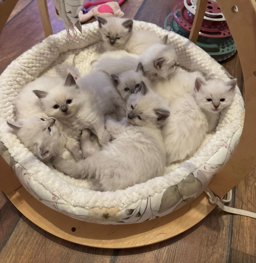 Ein Bettchen voll Kittenglück ♥