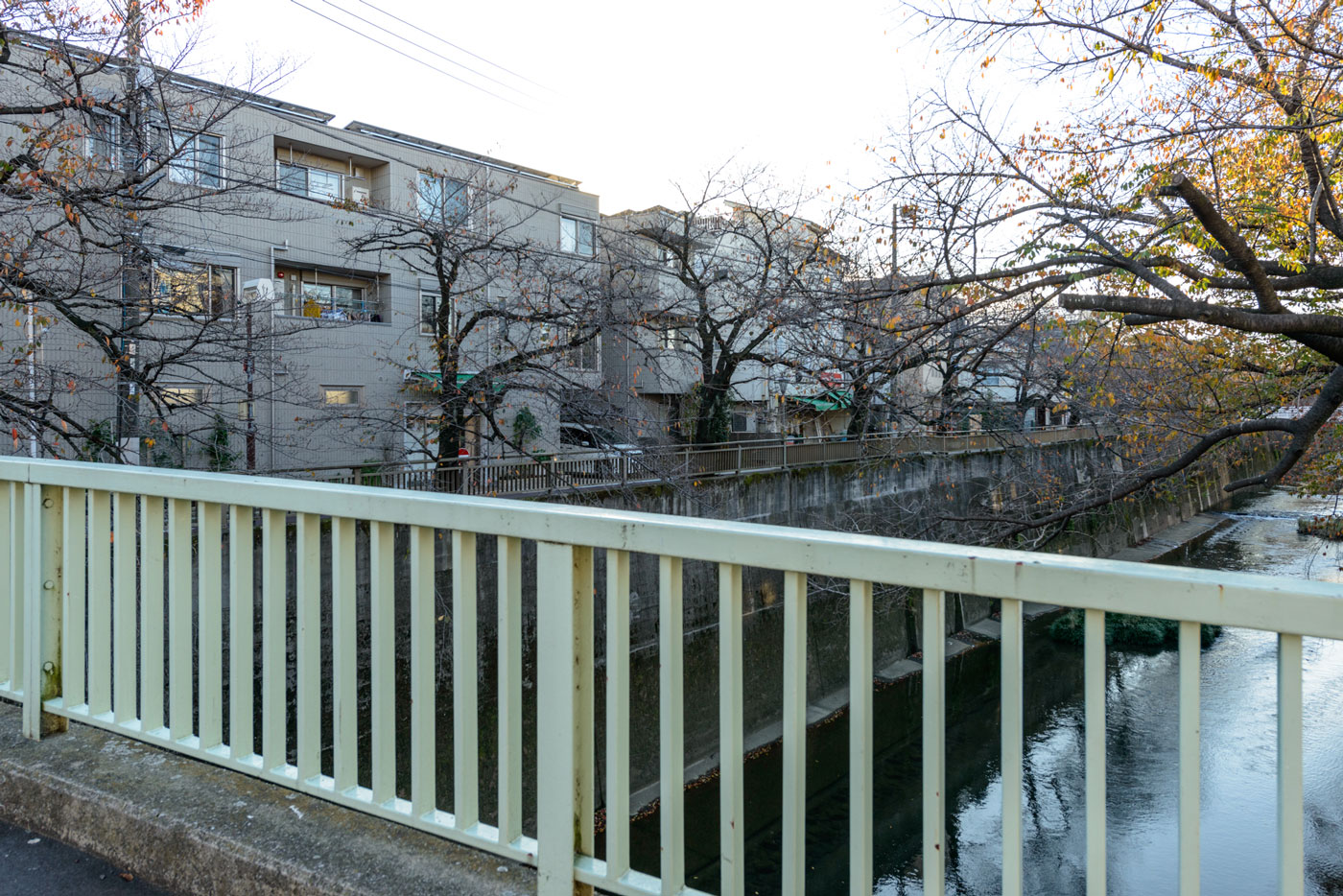 板橋十景　石神井川の桜並木