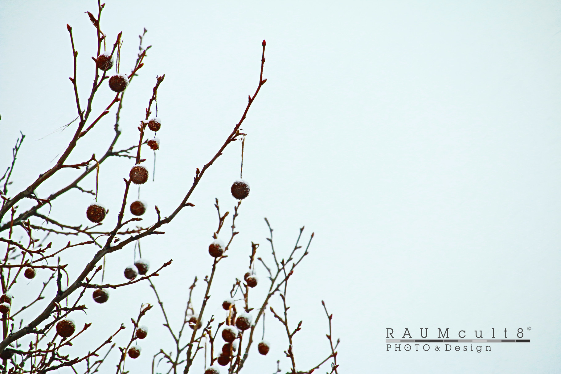Baum-Früchte im Winter