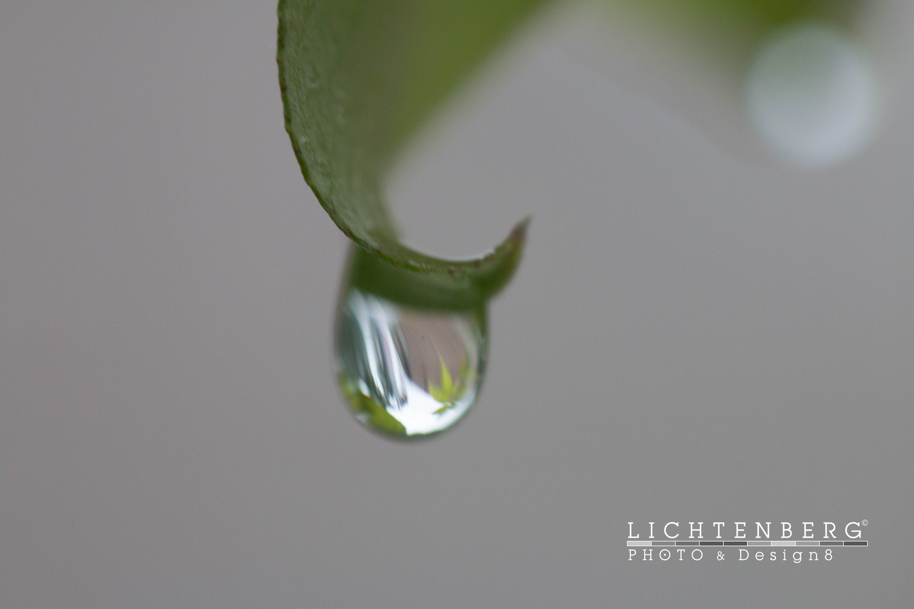 Blattkante und Tropfen | Leaf edge and drops