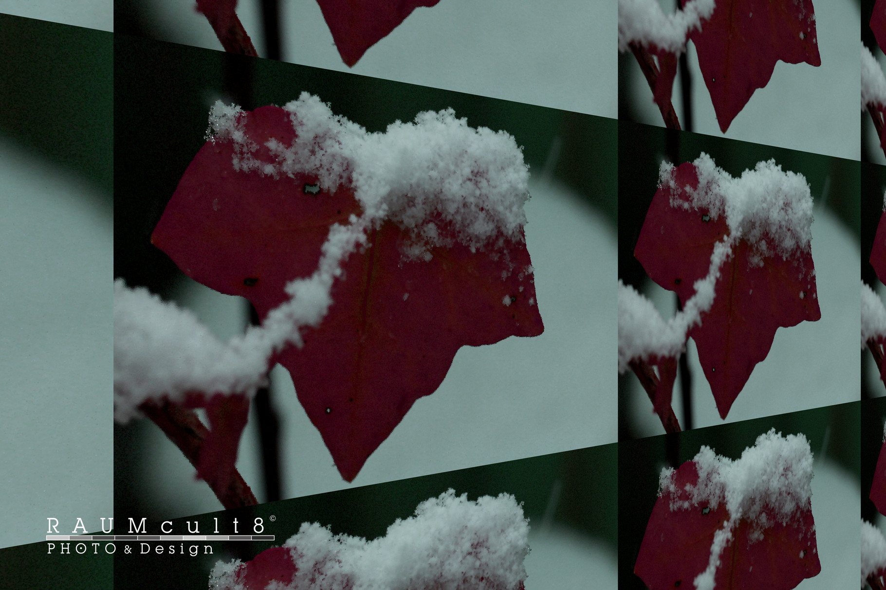 Roter Efeu mit Schnee