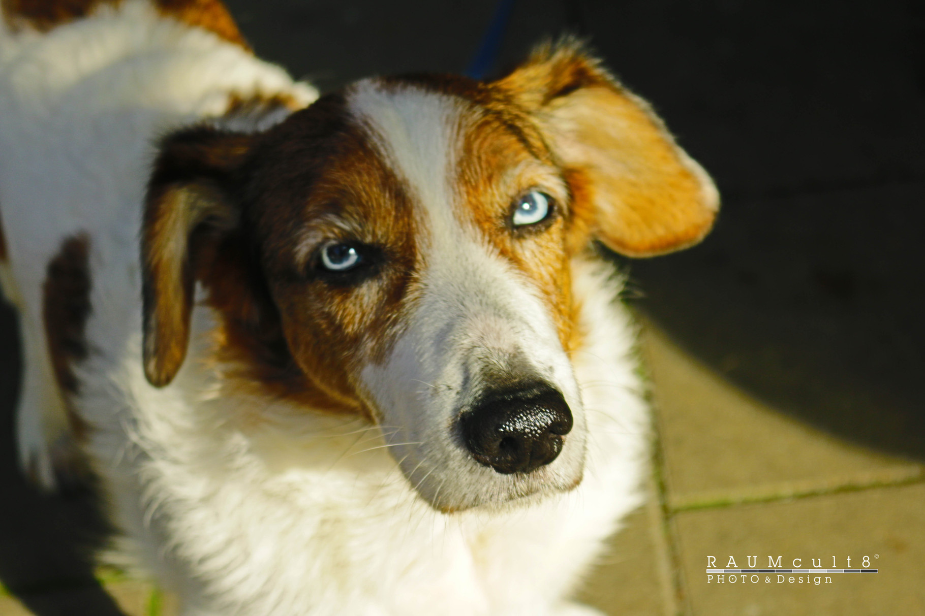 Tierportrait Benny - Fotografie 