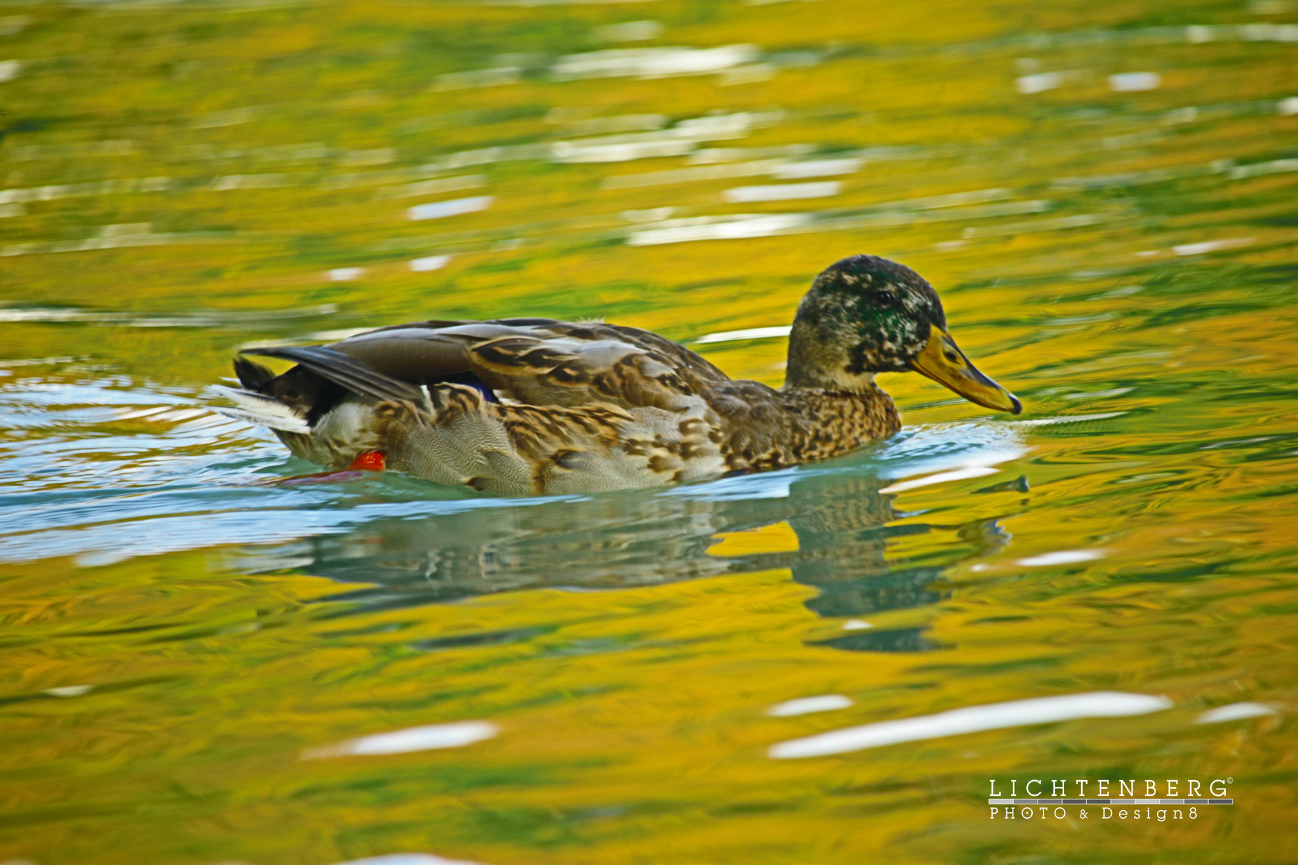März-Ente | Stock-Ente