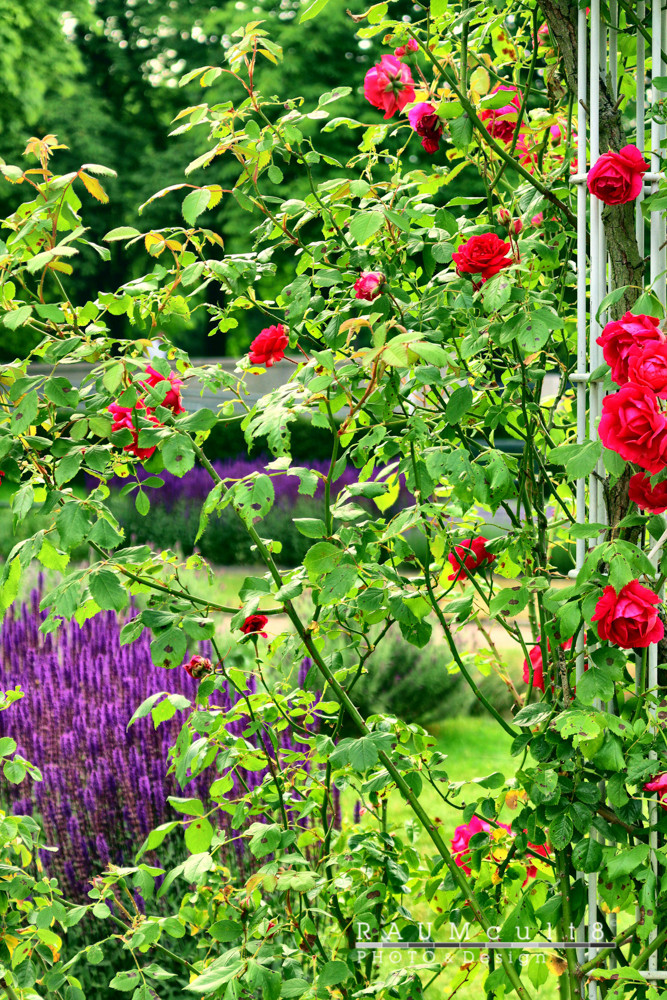 Sträucher & Blumen