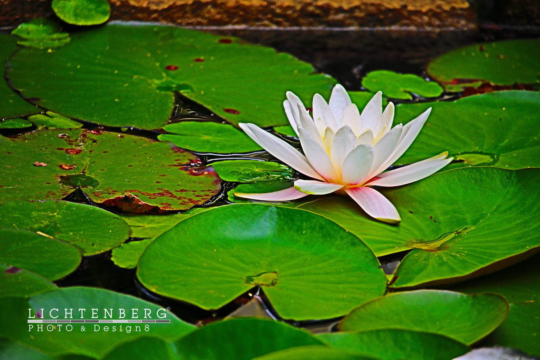 Weiße Seerose im Teich