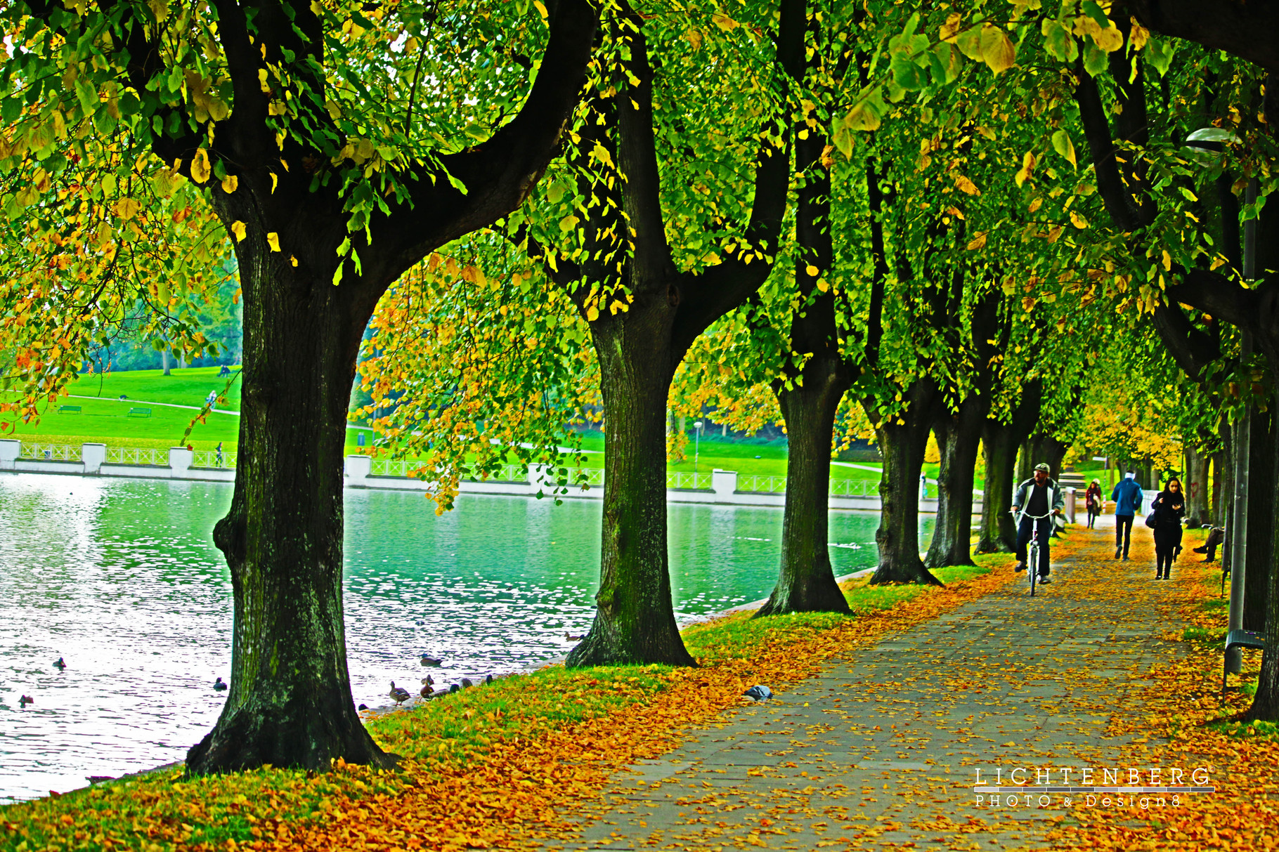 Allee, Weiher | Avenue, Pond
