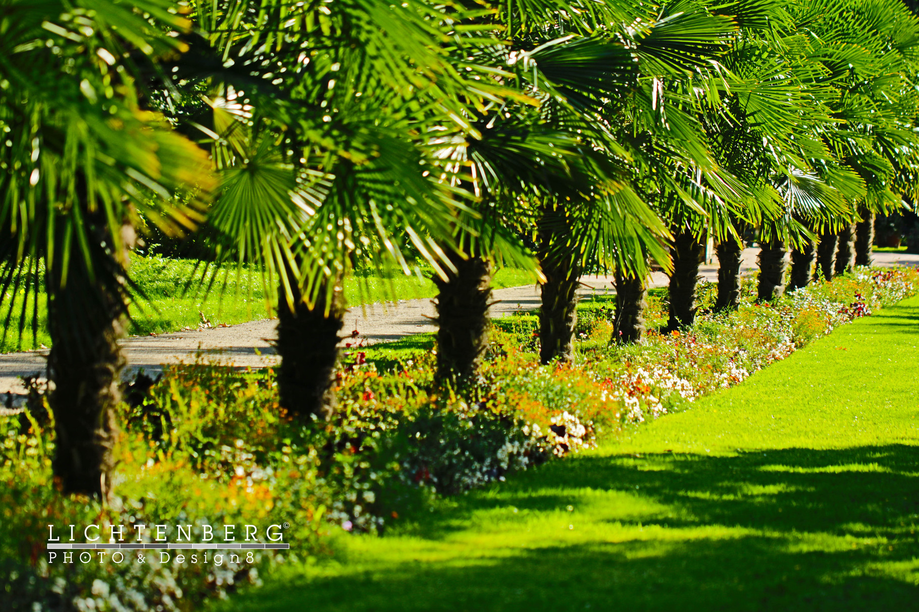 Palmen im angenehmen Sommer | Palm trees in the pleasant summer