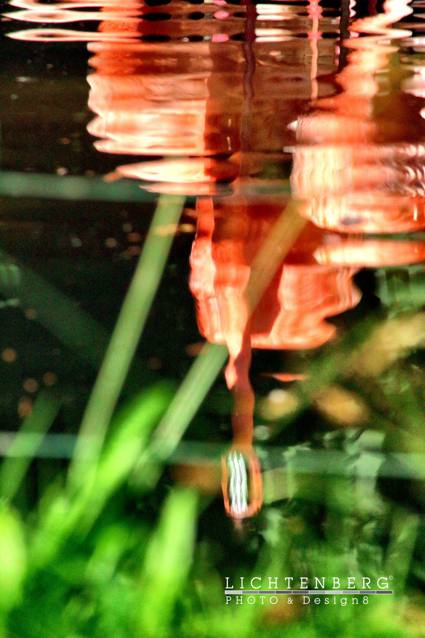 Gespiegelte Flamingos | Flamingos reflected