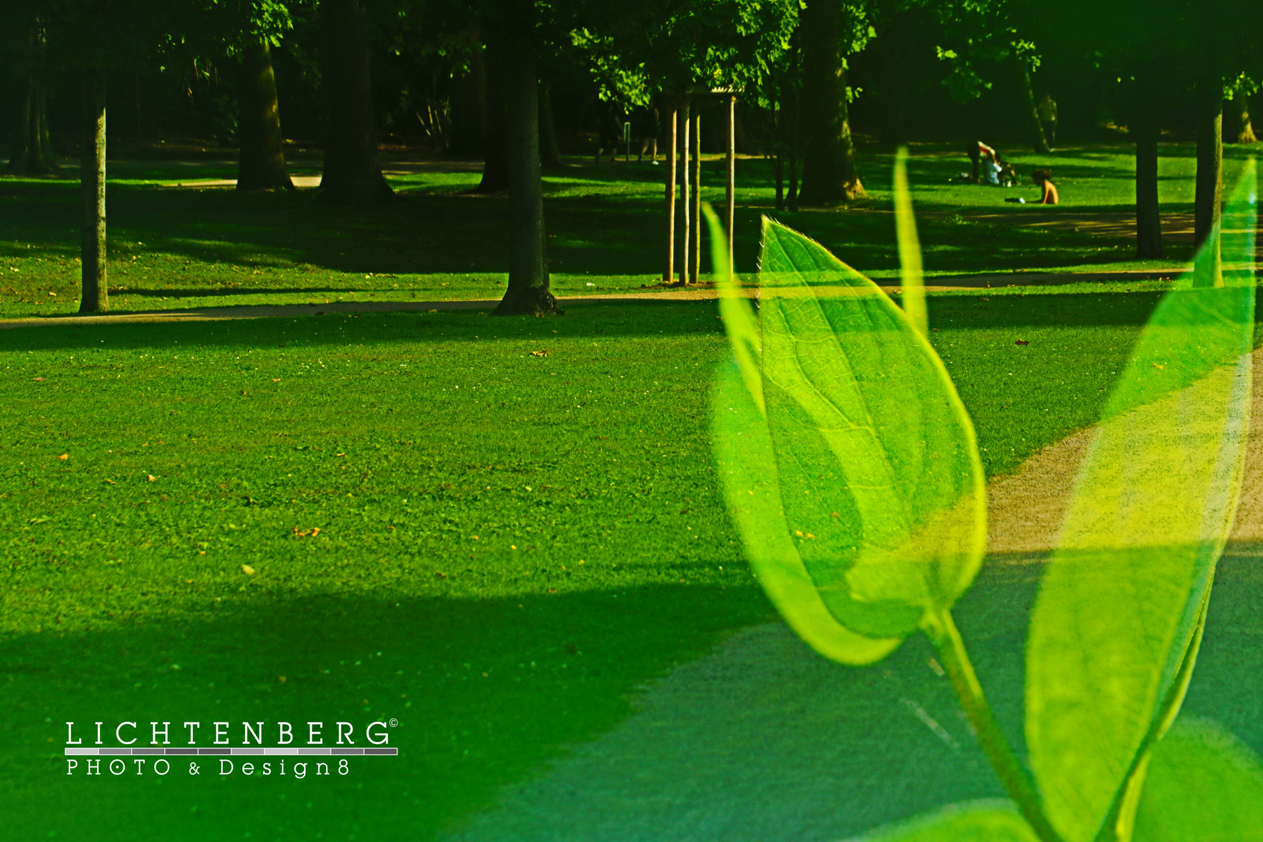 Grüner Park im Sommer 2015 | Green park in the summer of 2015