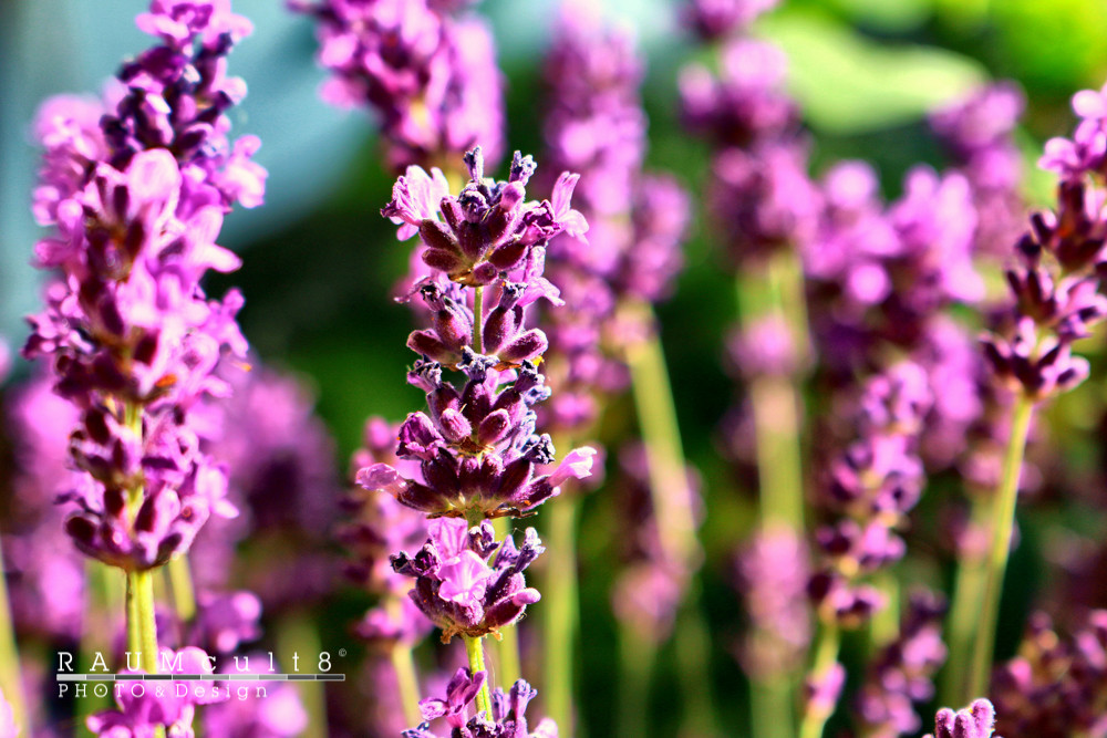 Lavendel