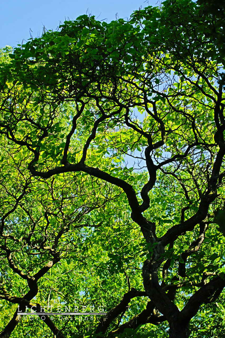 Baum mit schönem Geäst